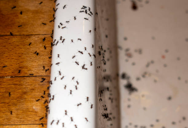 Best Affordable Pest Control Services  in Pepeekeo, HI