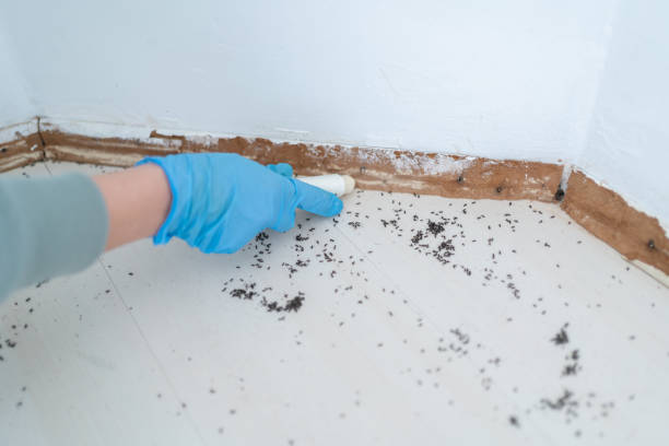 Best Wasp Removal Services  in Pepeekeo, HI